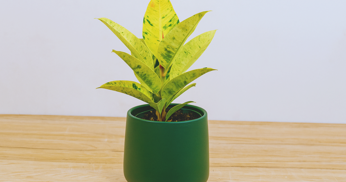 Ficus Shivereana ‘Moonshine’.png