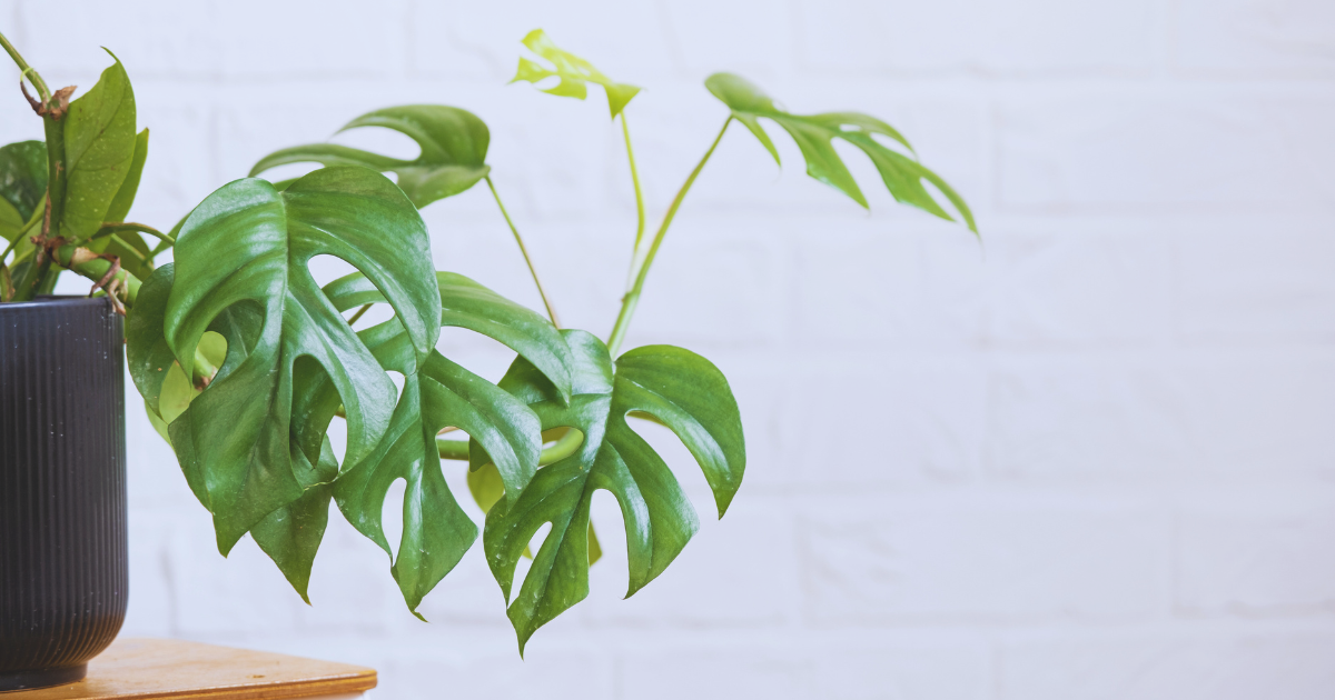 Rhaphidophora Tetrasperma ‘Variegata’.png