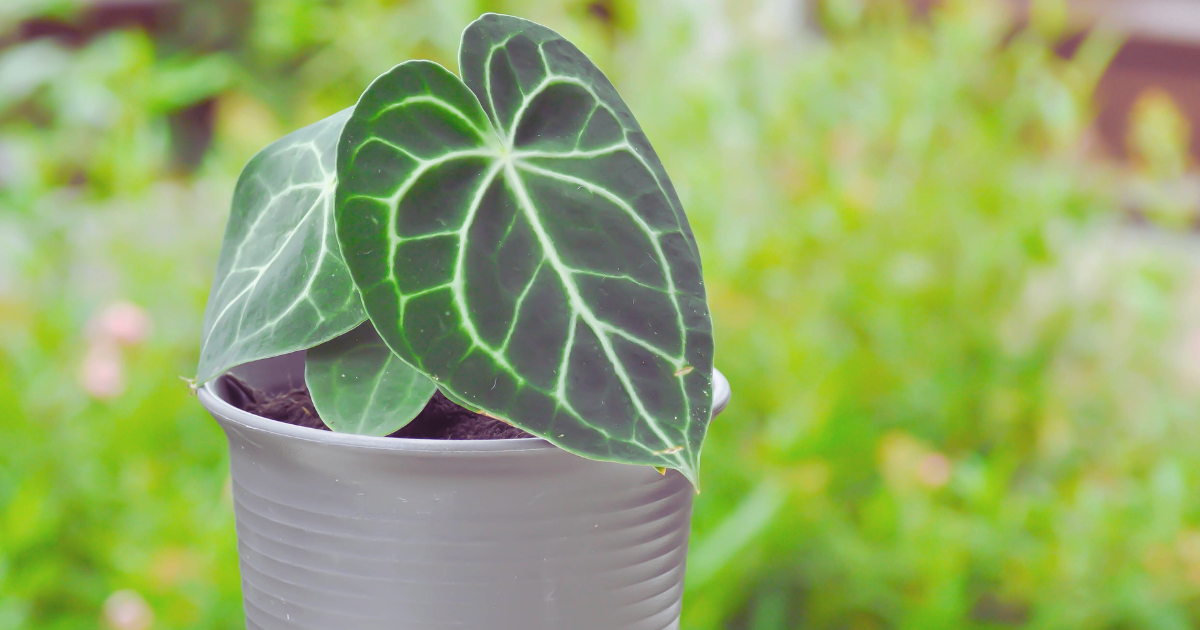 Anthurium Clarinervium.png