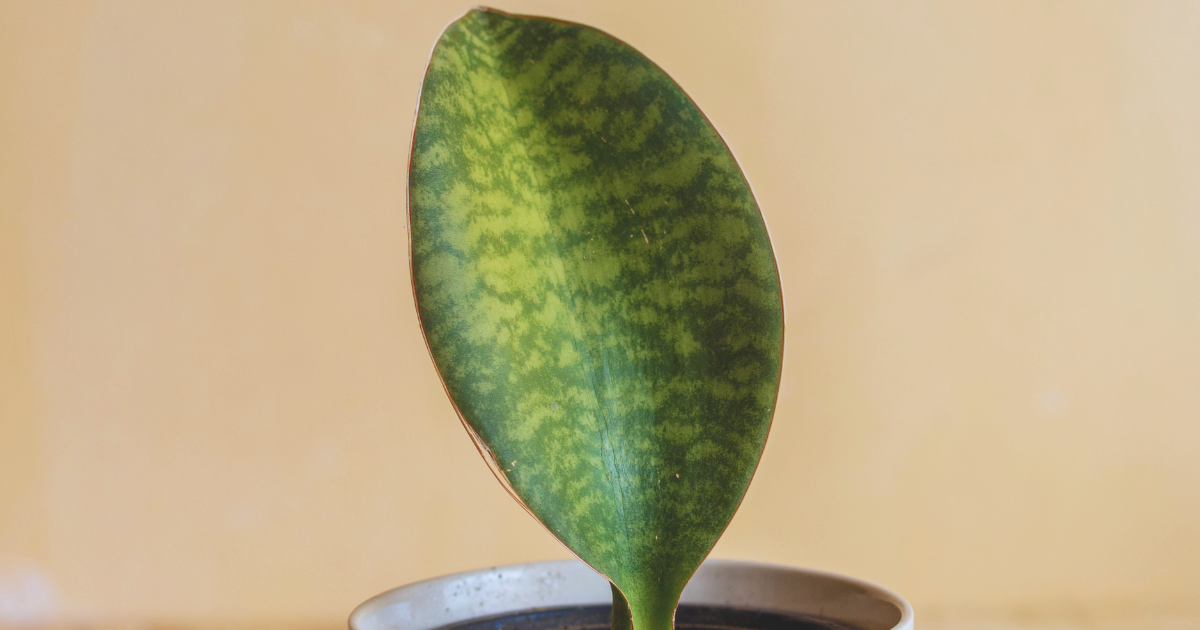 Sansevieria ‘Whale Fin’.png
