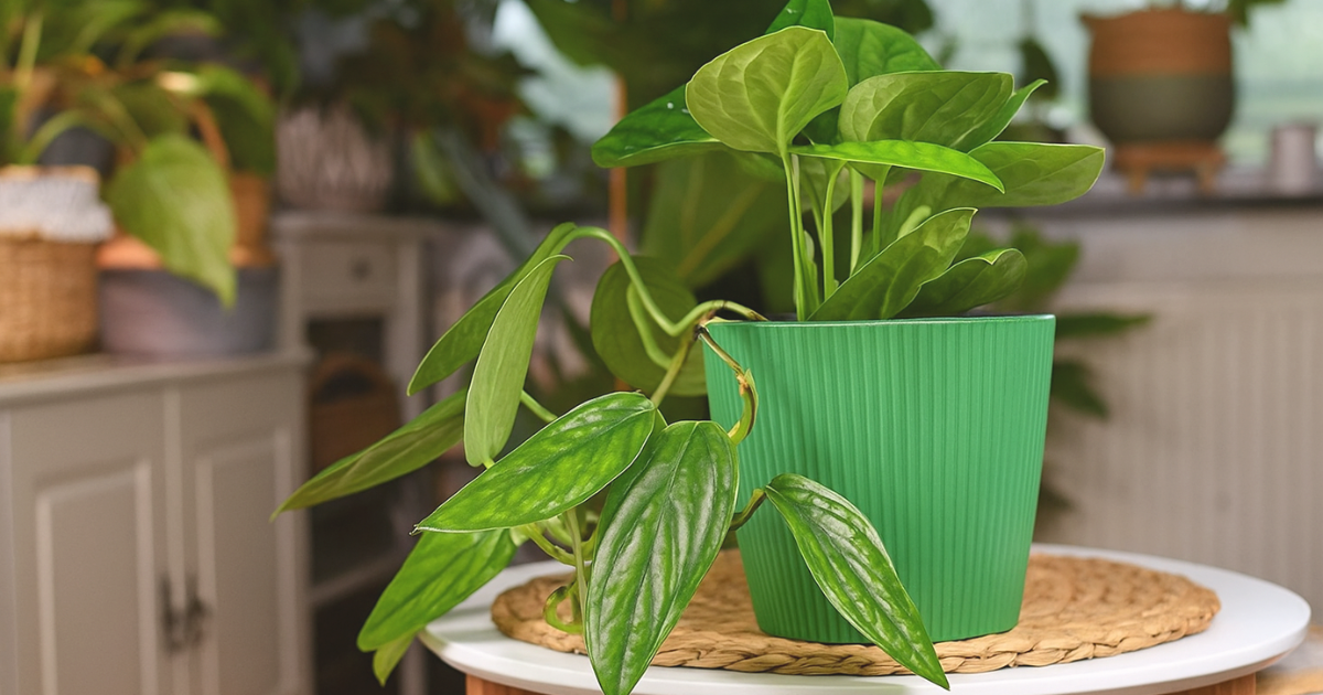 MONSTERA PERU.png