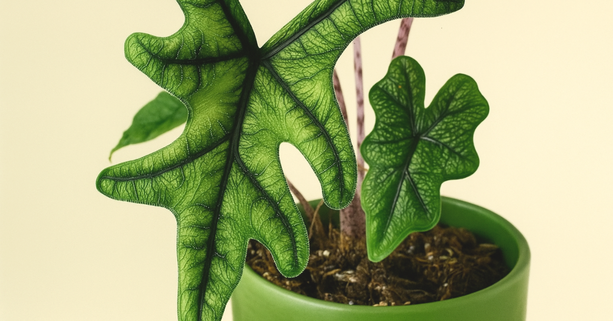 Alocasia ‘Jacklyn’.png