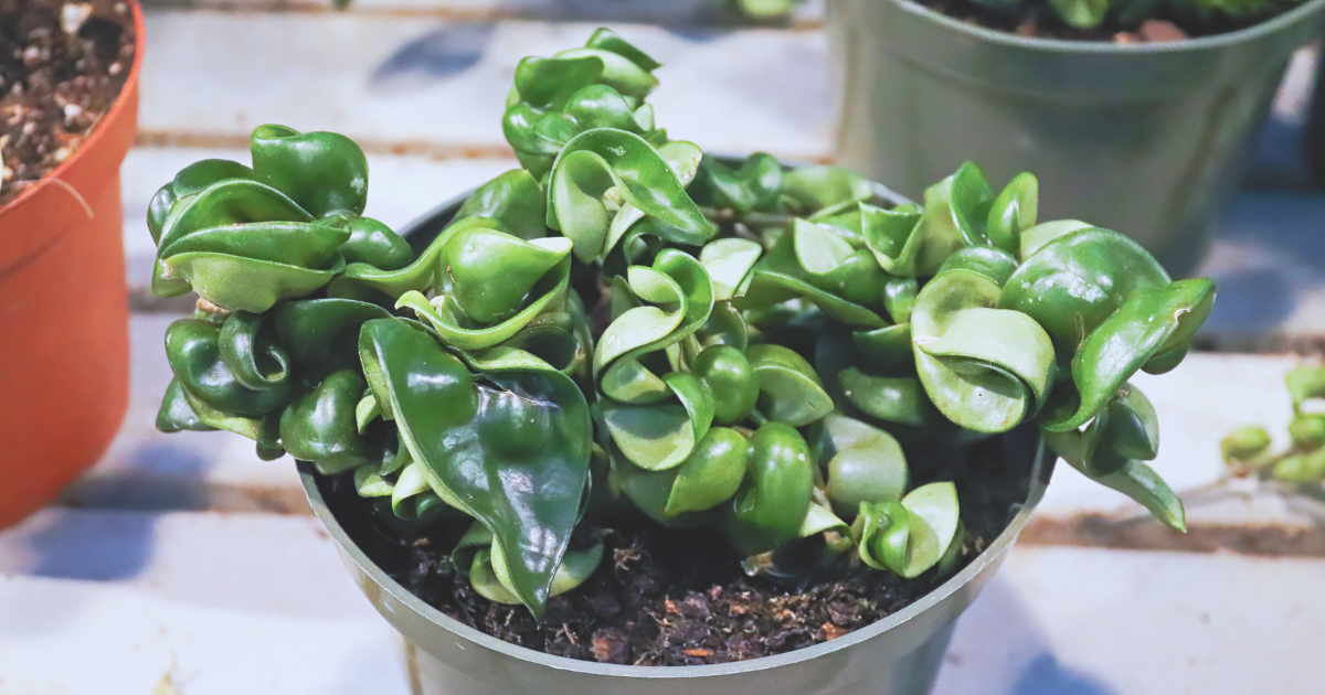 Hoya Compacta.png