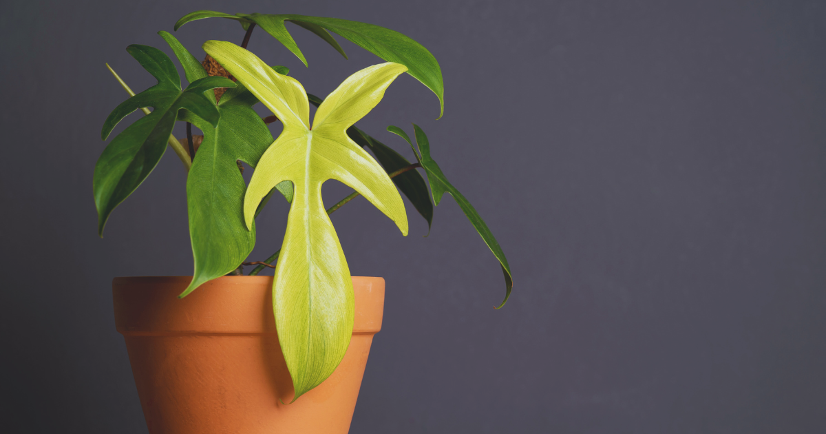 Philodendron ‘Florida Ghost'.png