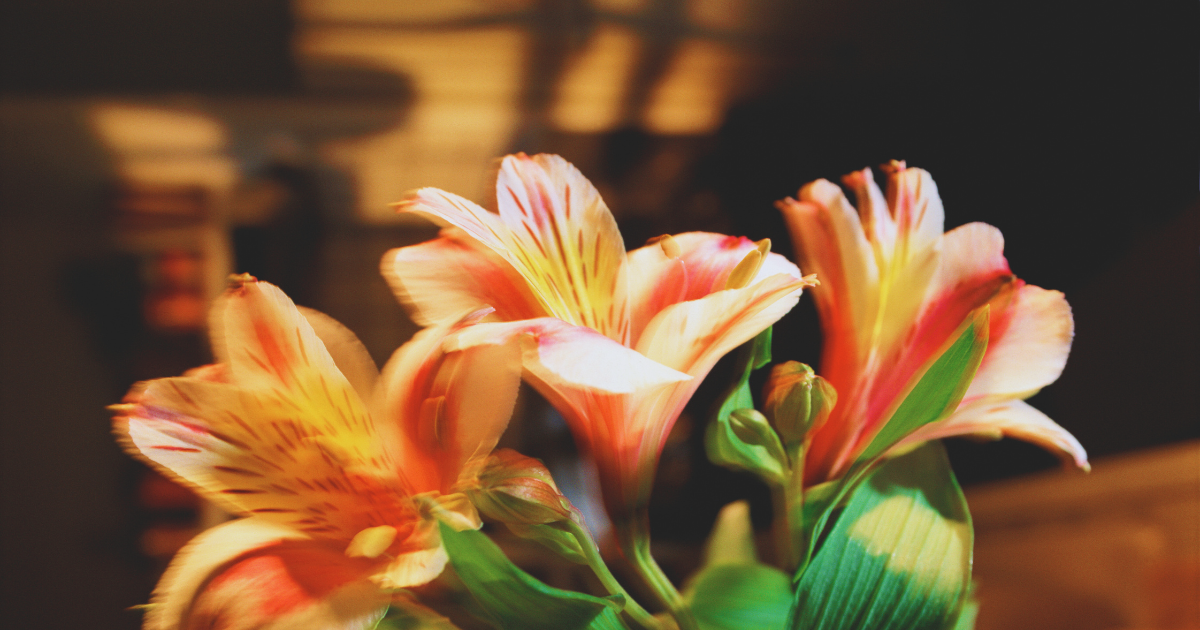 Indoor Lily 5.png