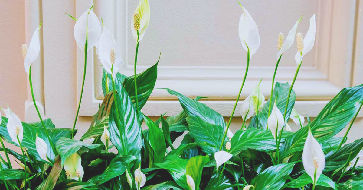 Watering Lily (2).png