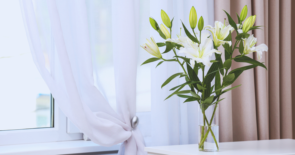 Indoor Lily 6.png