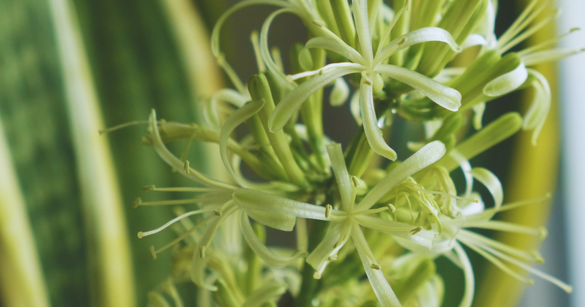 COVER - SNAKE PLANT BLOOM.png