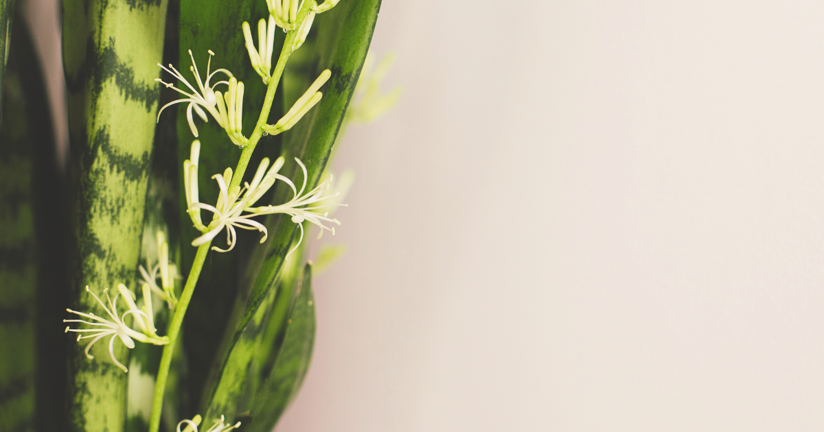 SNAKE PLANT BLOOMS 1.png