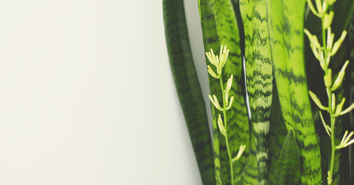 SNAKE PLANT BLOOMS 2.png