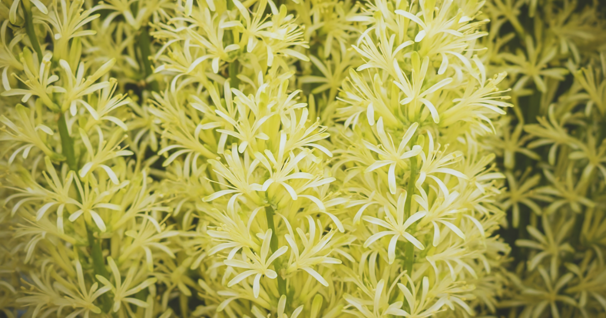 SNAKE PLANT BLOOMS.png