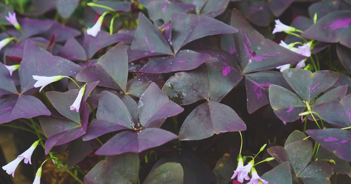 OXALIS TRIANGULARIS 3.png