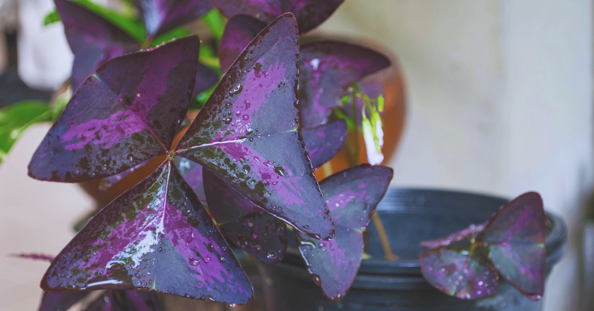 OXALIS TRIANGULARIS 2.png