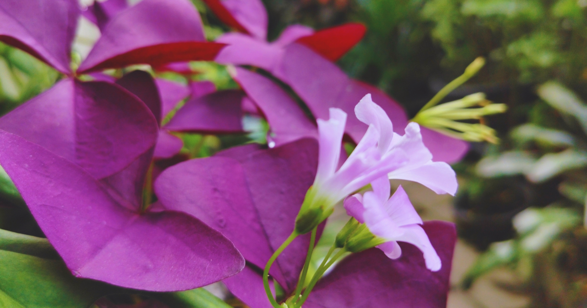 OXALIS TRIANGULARIS 4.png