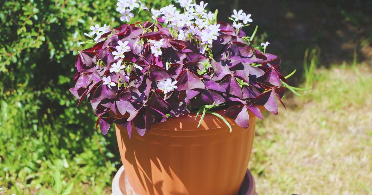 OXALIS TRIANGULARIS 5.png