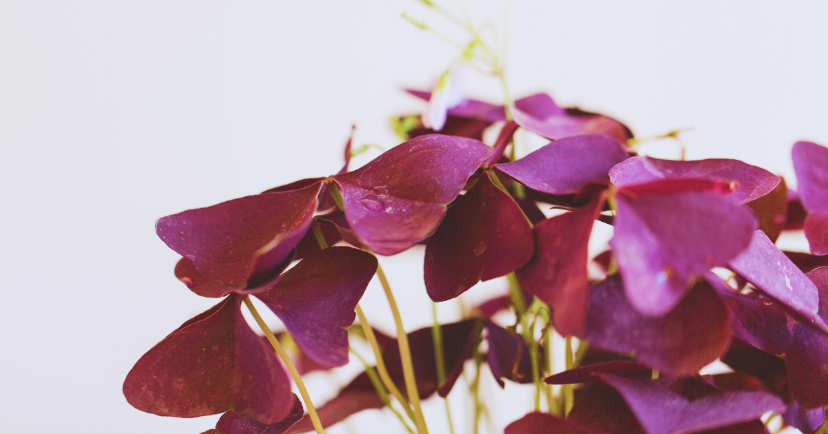 OXALIS TRIANGULARIS 6.png