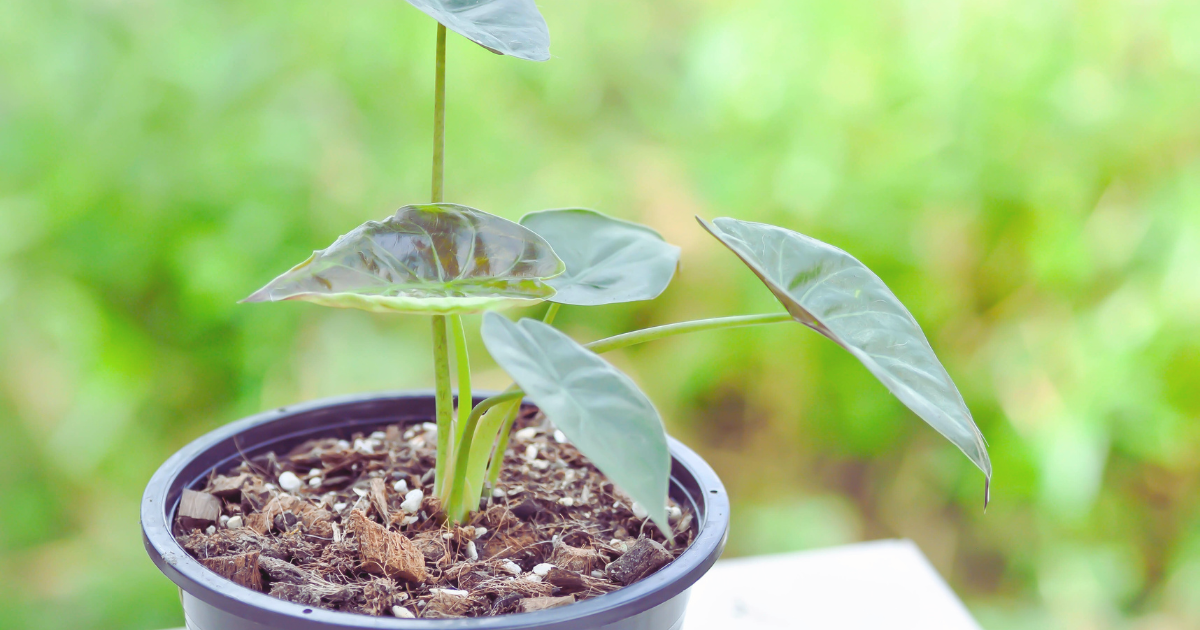ALOCASIA PLANTS 3.png