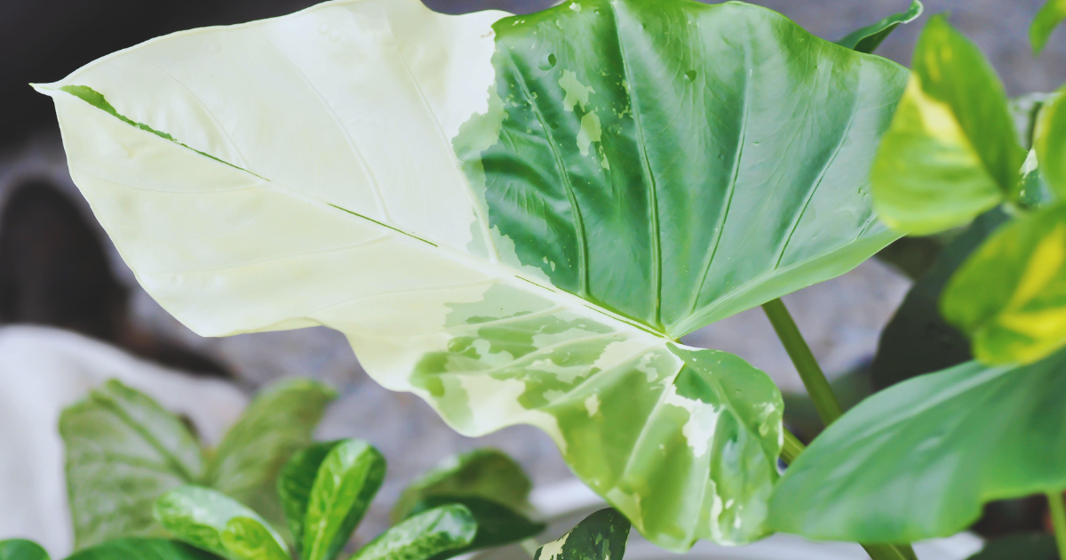 ALOCASIA PLANTS 1.png