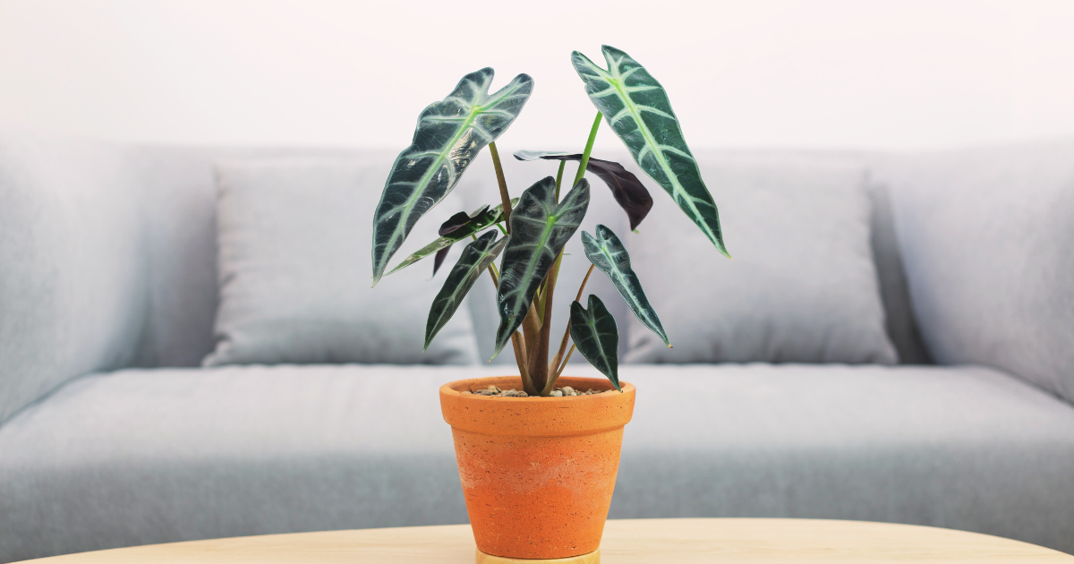 ALOCASIA PLANTS 2.png