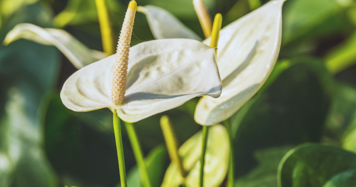 WHITE ANTHURIUM.png