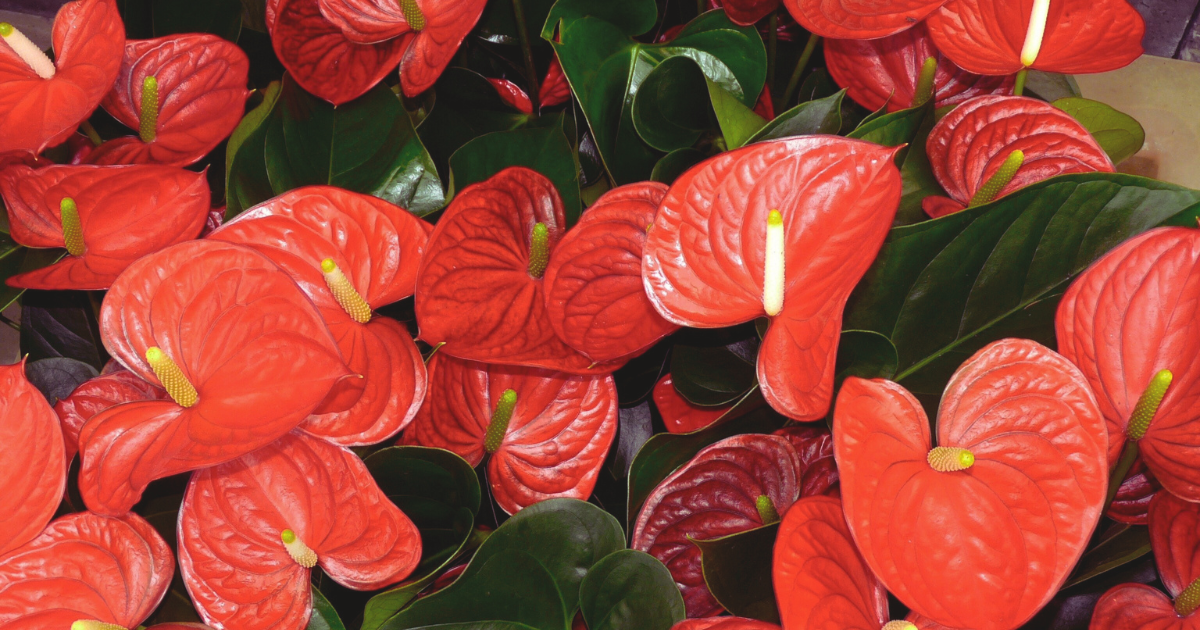 RED ANTHURIUM.png