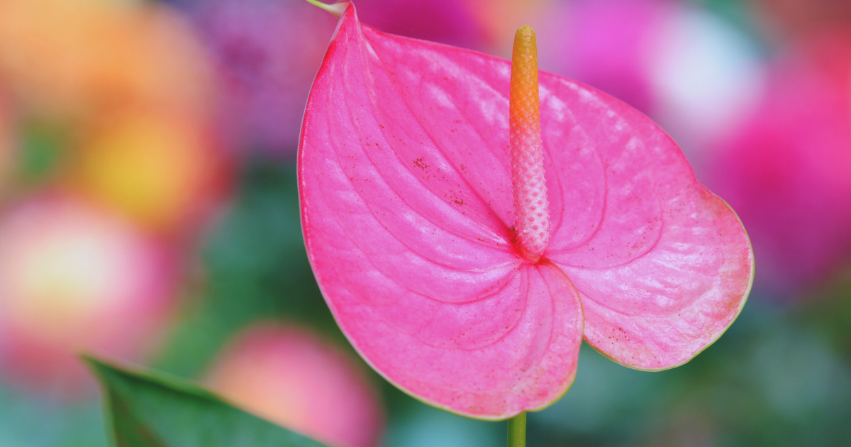 PINK ANTHURIUM.png