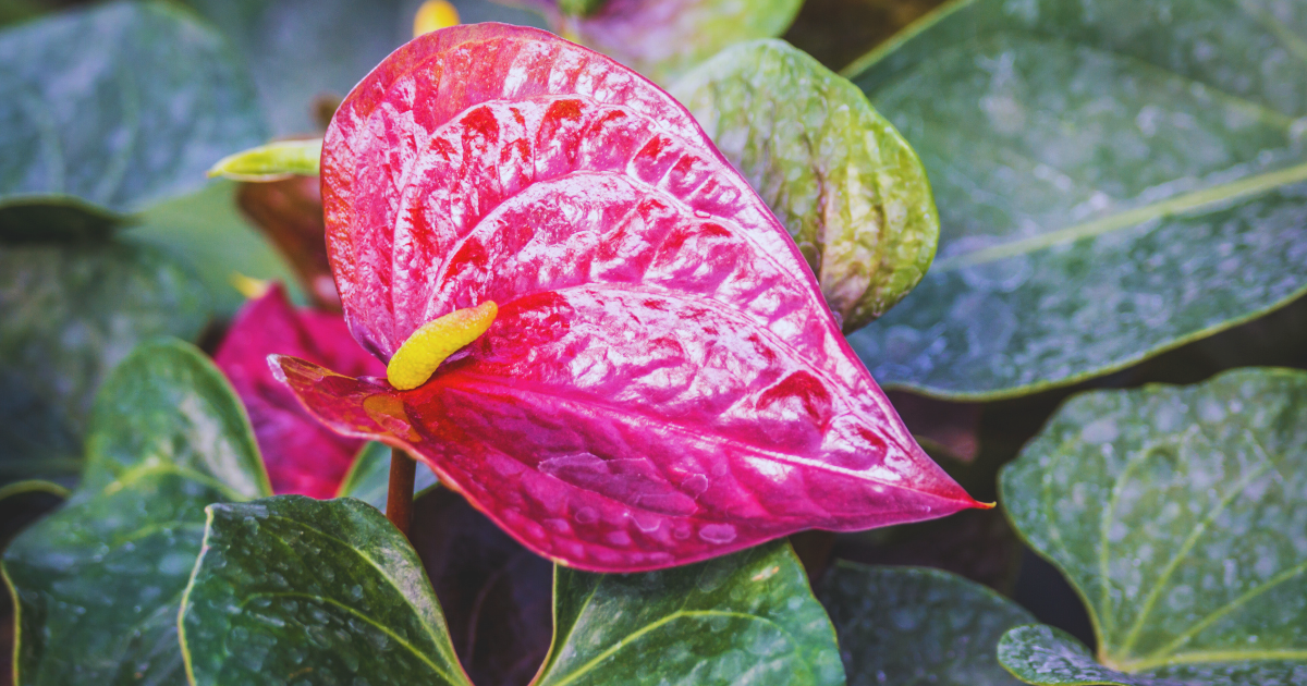 PURPLE ANTHURIUM.png