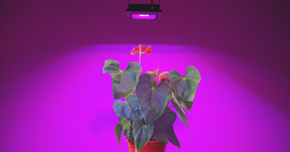Using Artificial Light for Blooming.png