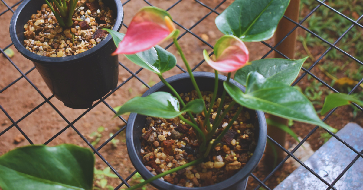 Ideal Soil for Healthy Blooms.png