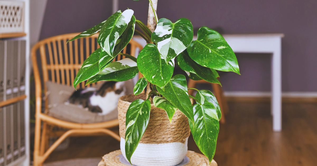 Tips for Healthy Philodendron Leaves (2).png