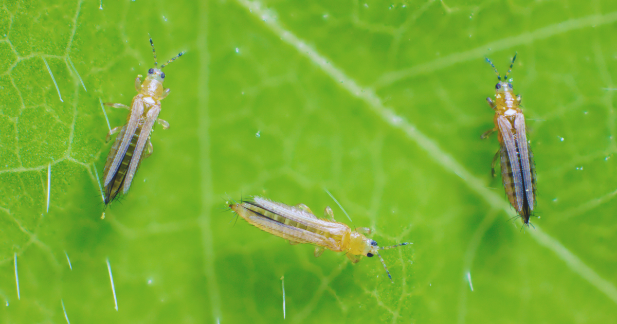 Thrips.png