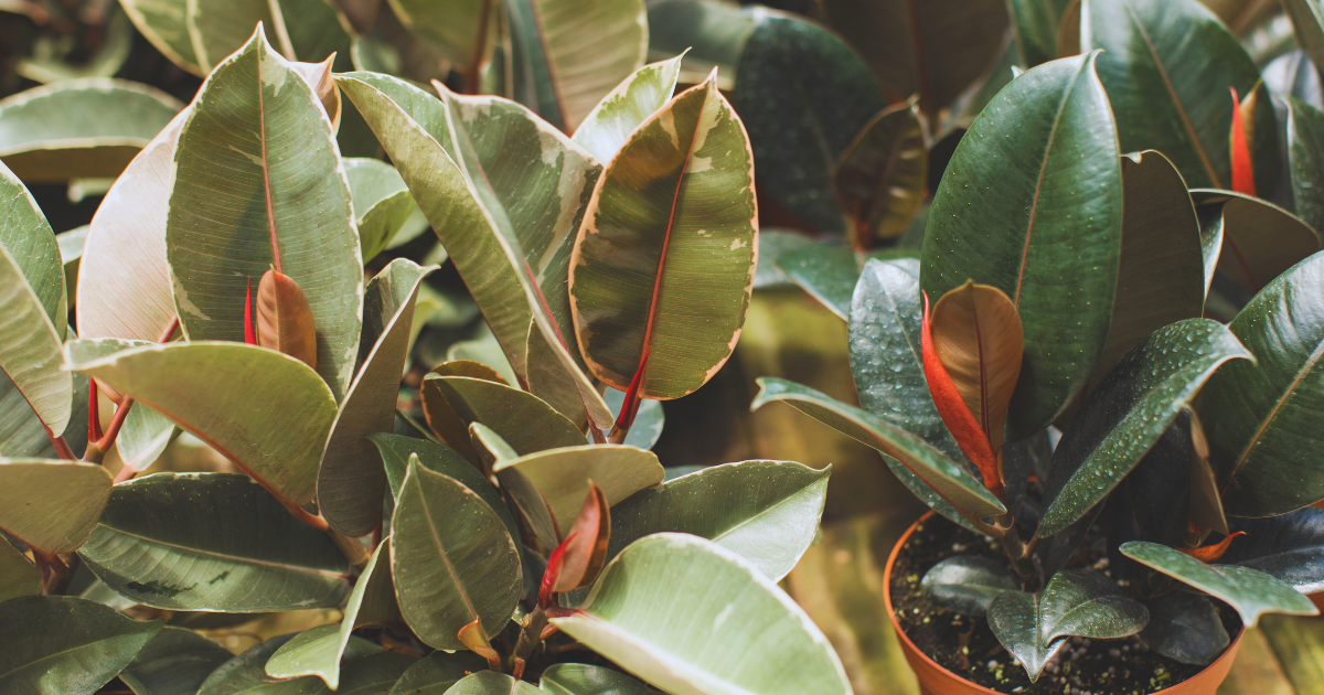 5 Reasons Why Your Rubber Tree’s Leaves Are Falling Off.png
