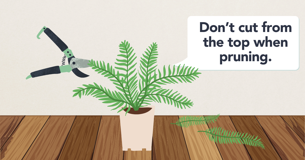 How to Trim Boston Ferns.png