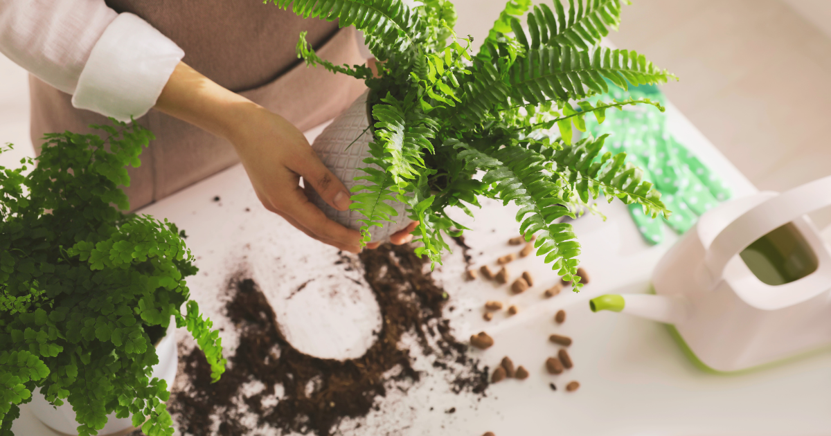 COVER - Boston Fern (2).png