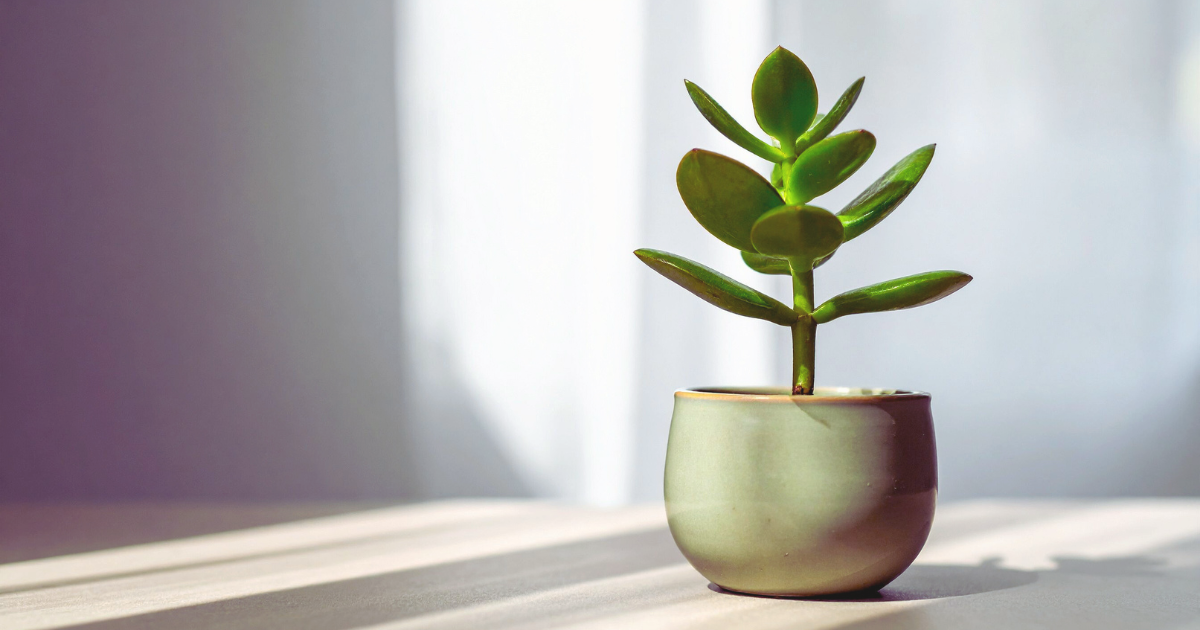 Energetic and Aesthetic Value of Jade Plants.png