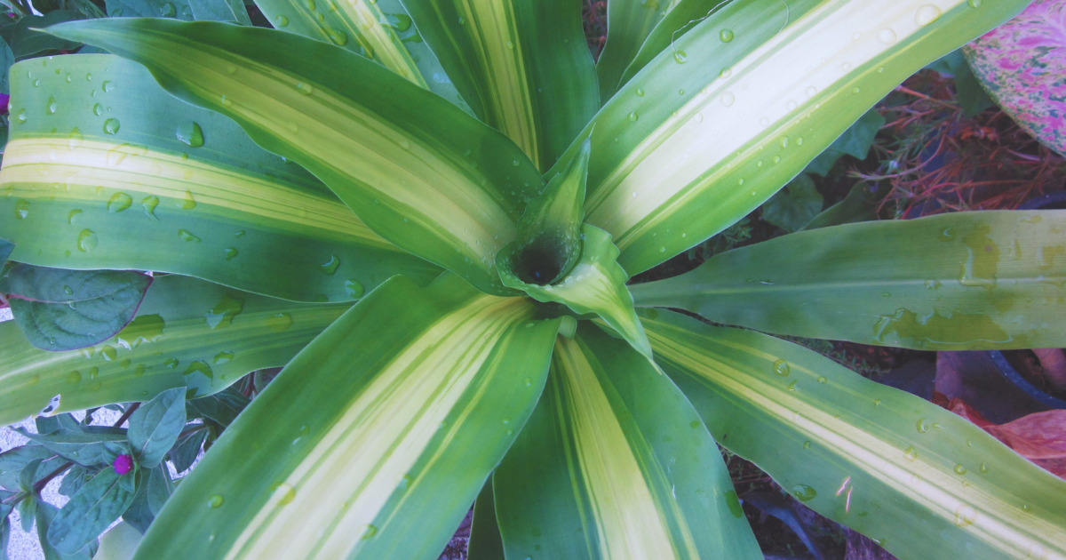 watering dracaena fragrans.png