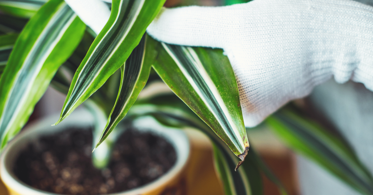 COVER - Corn Plant (2).png