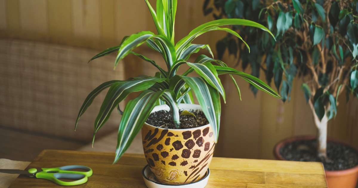 Rooting and Caring for New Cuttings.png