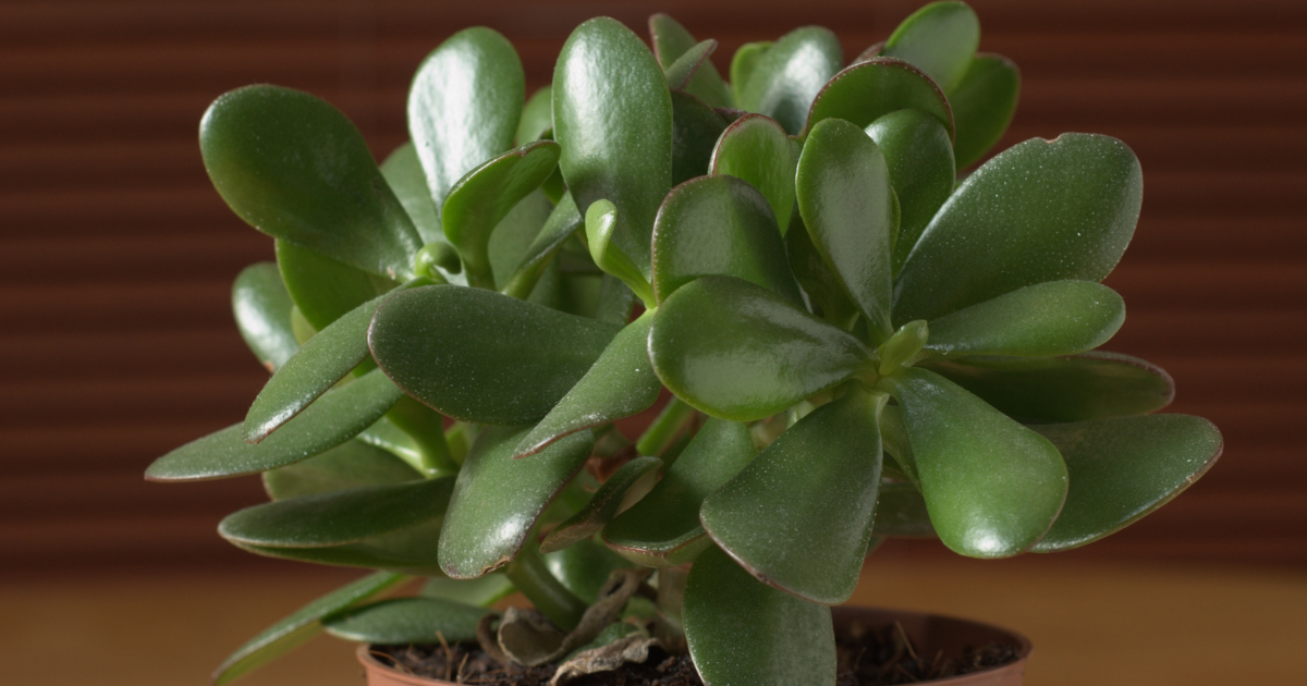 jade plant benefits.png