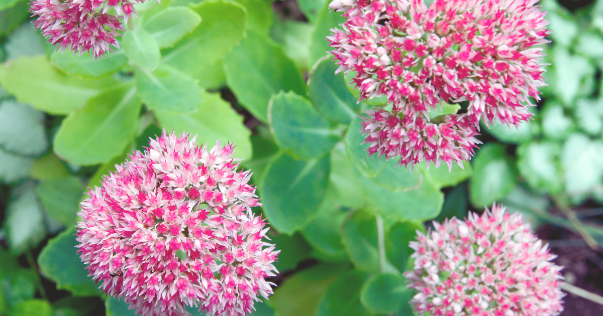 Sedum (STONECROP).png