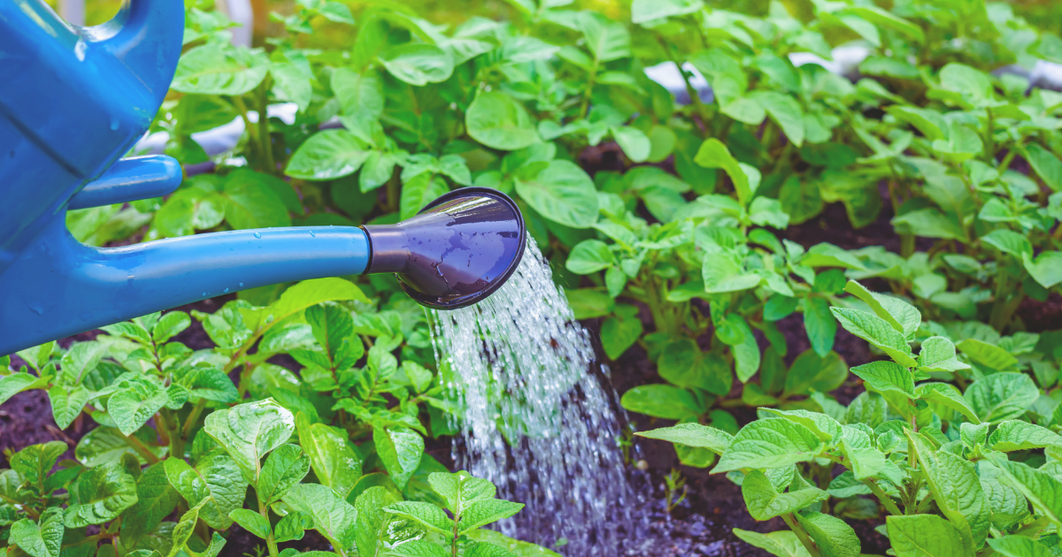 How Much Water to Use.png