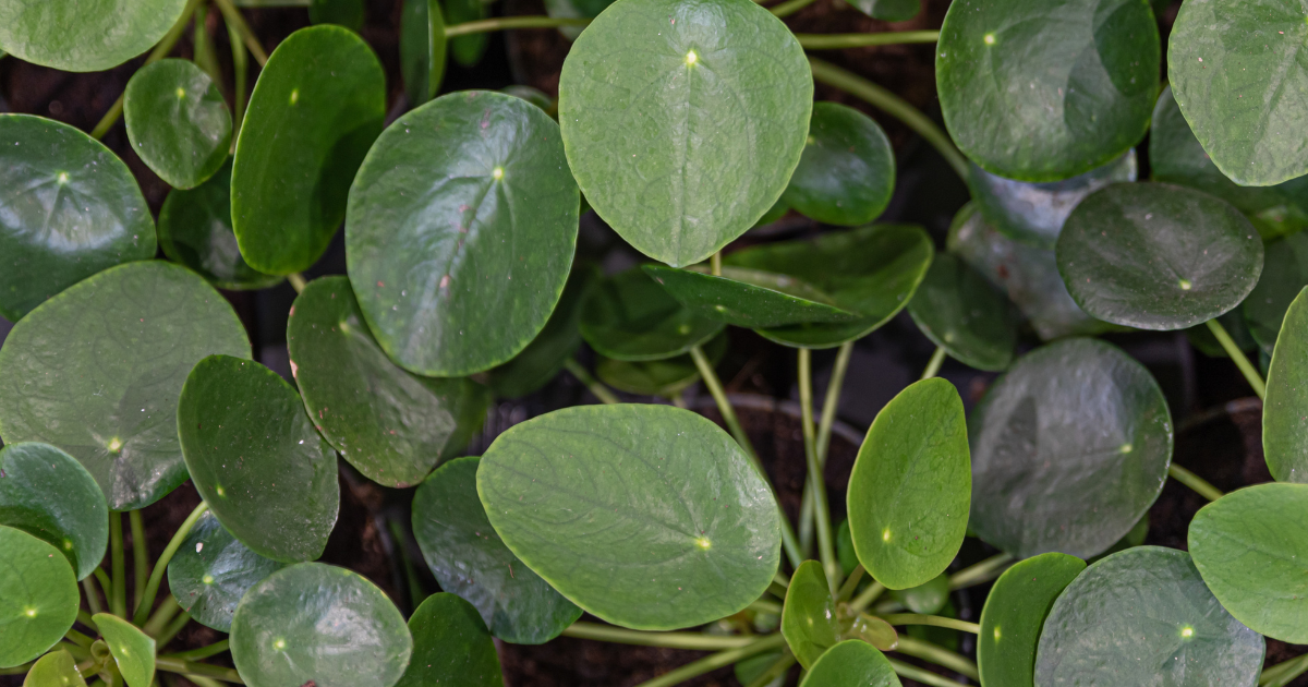 chinese money plant (1).png