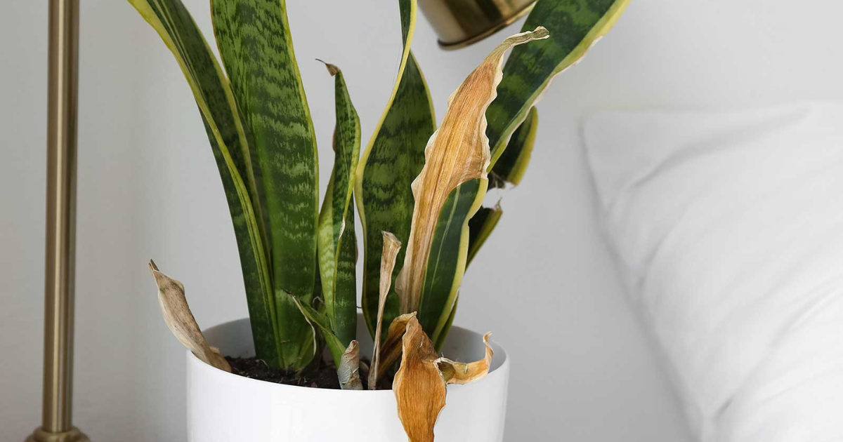 Snake plant with yellow leaves - how to care for snake plant as a beginner 2025