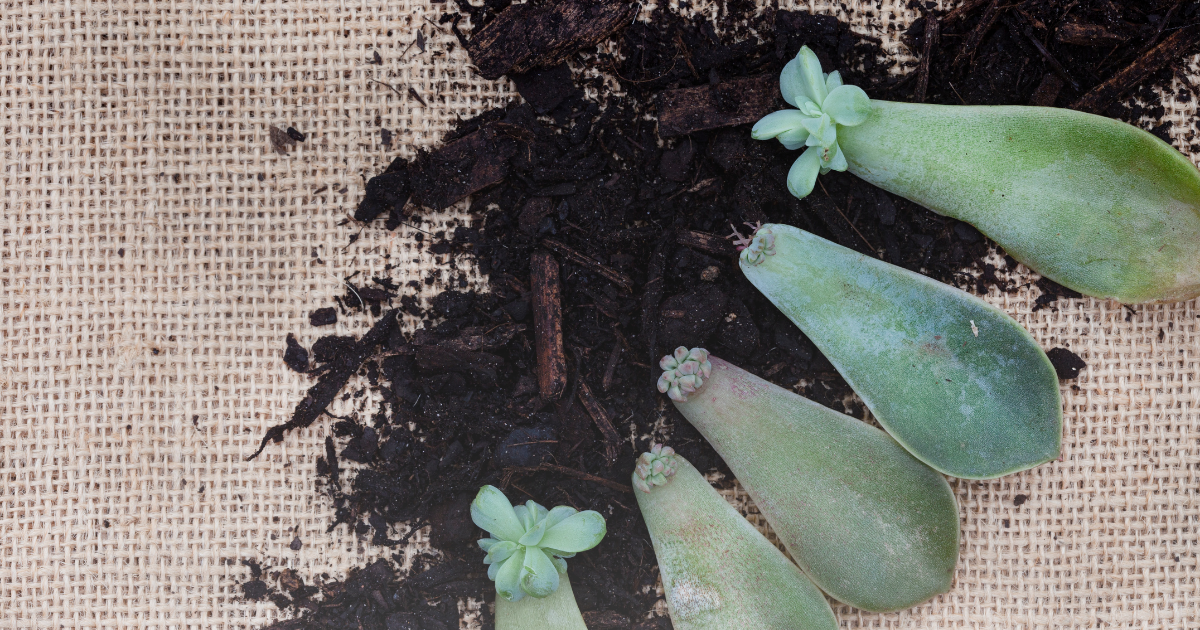 Propagating by Leaf Cuttings.png