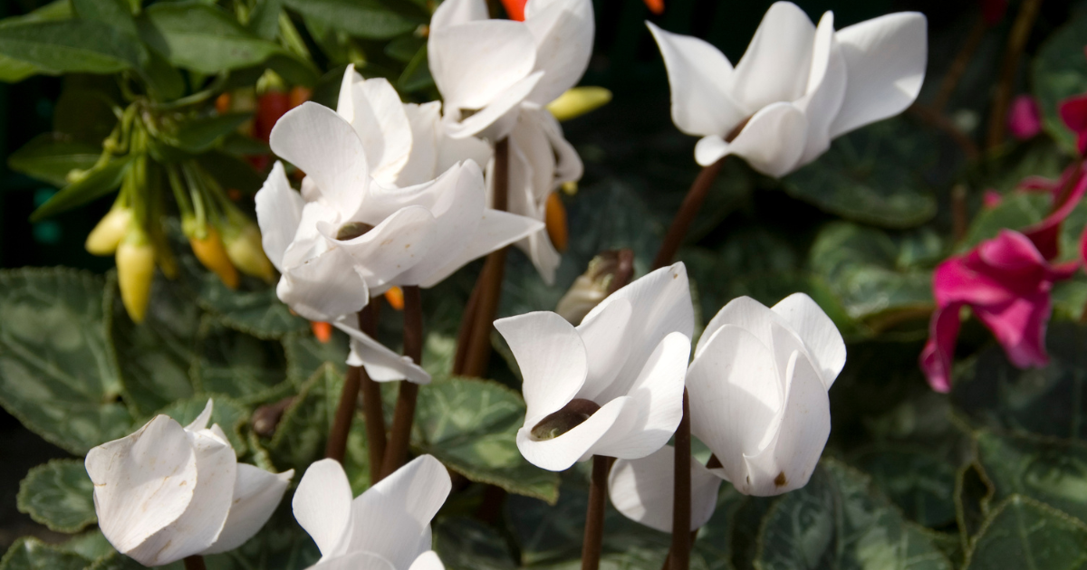 Cyclamen Hederifolium.png
