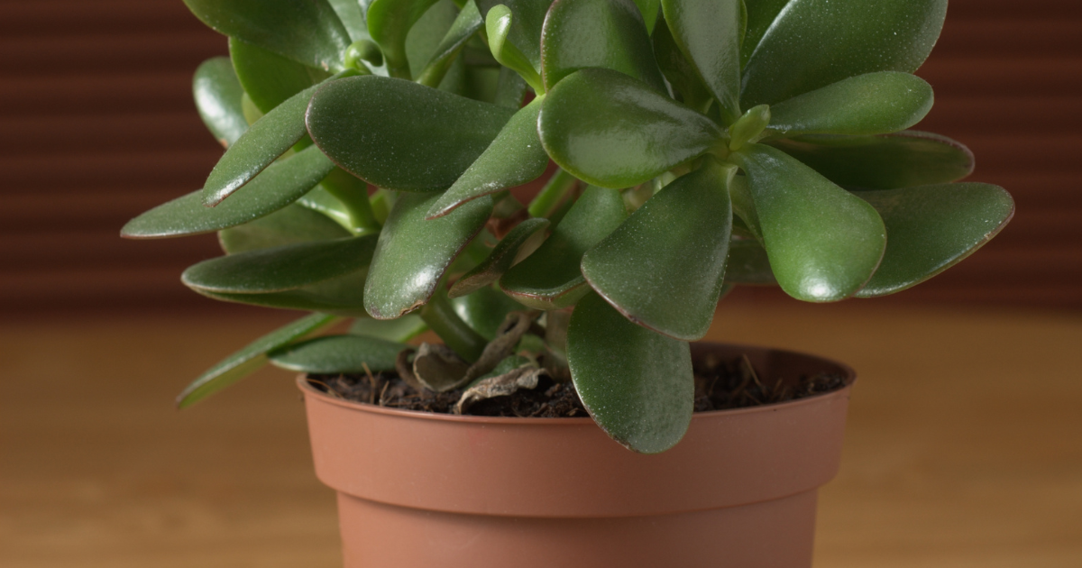 jade plant soil.png