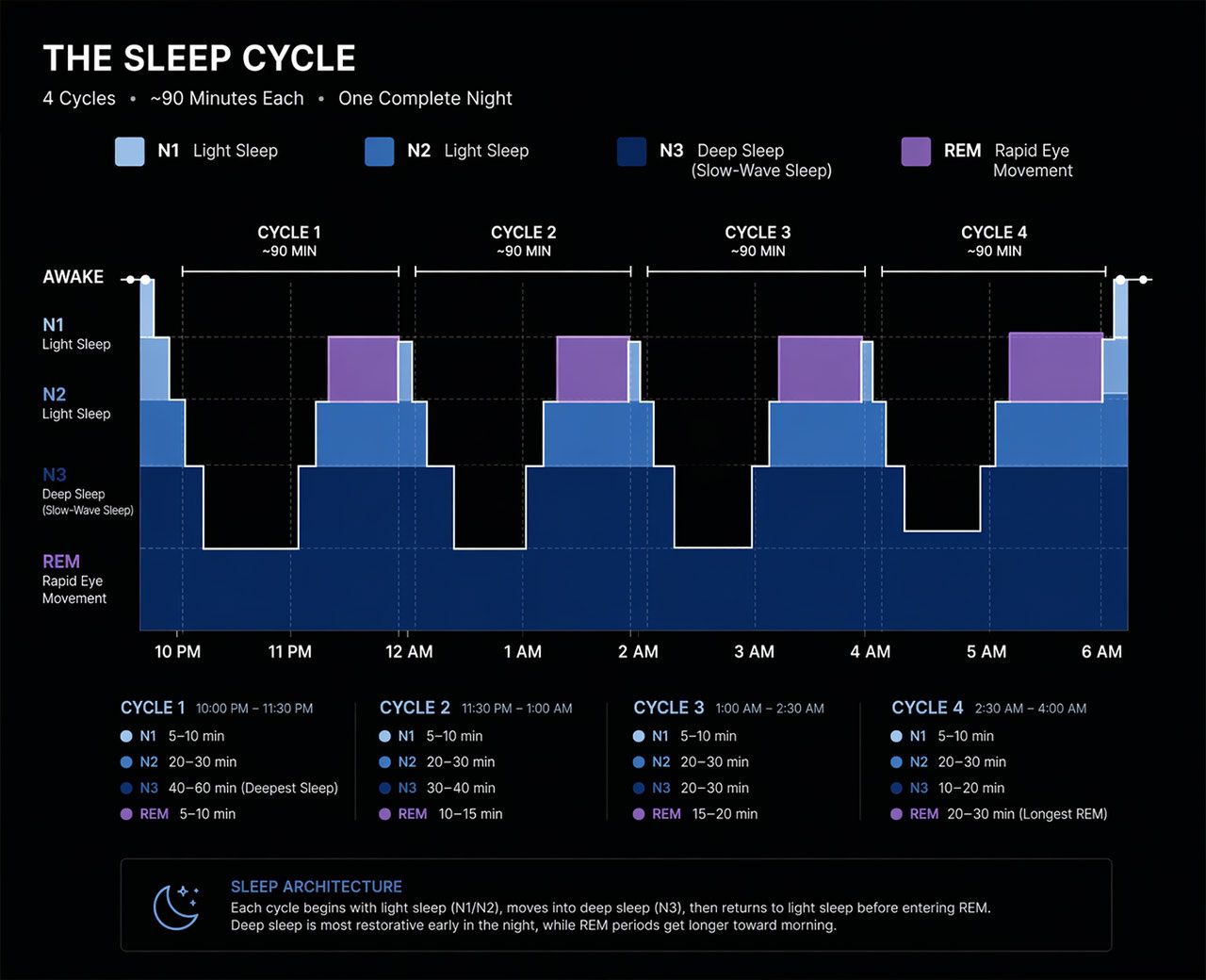Sleep cycle chart showing four 90-minute stages with deep sleep early and REM increasing toward morning