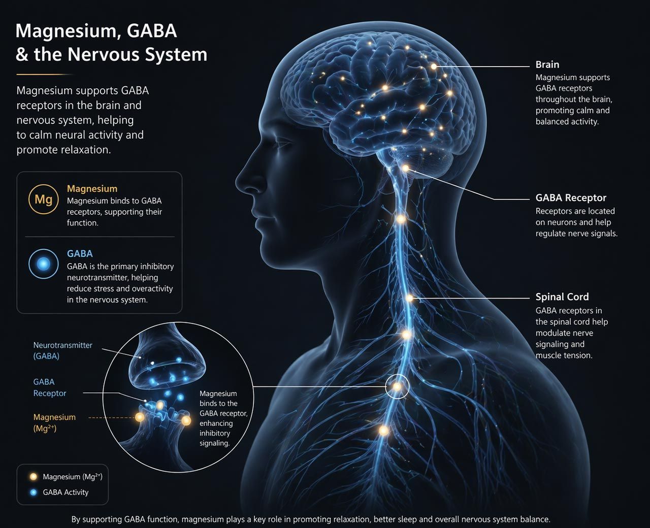 Diagram of brain and spinal cord showing magnesium supporting GABA receptors in the nervous system