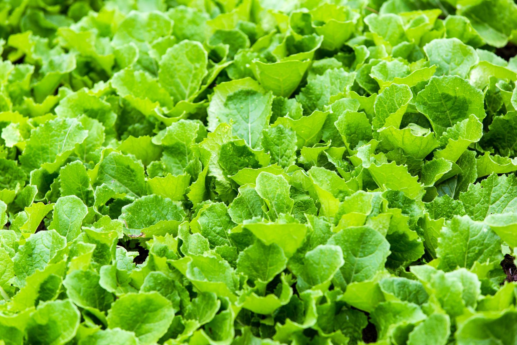Overhead view of lettuce.