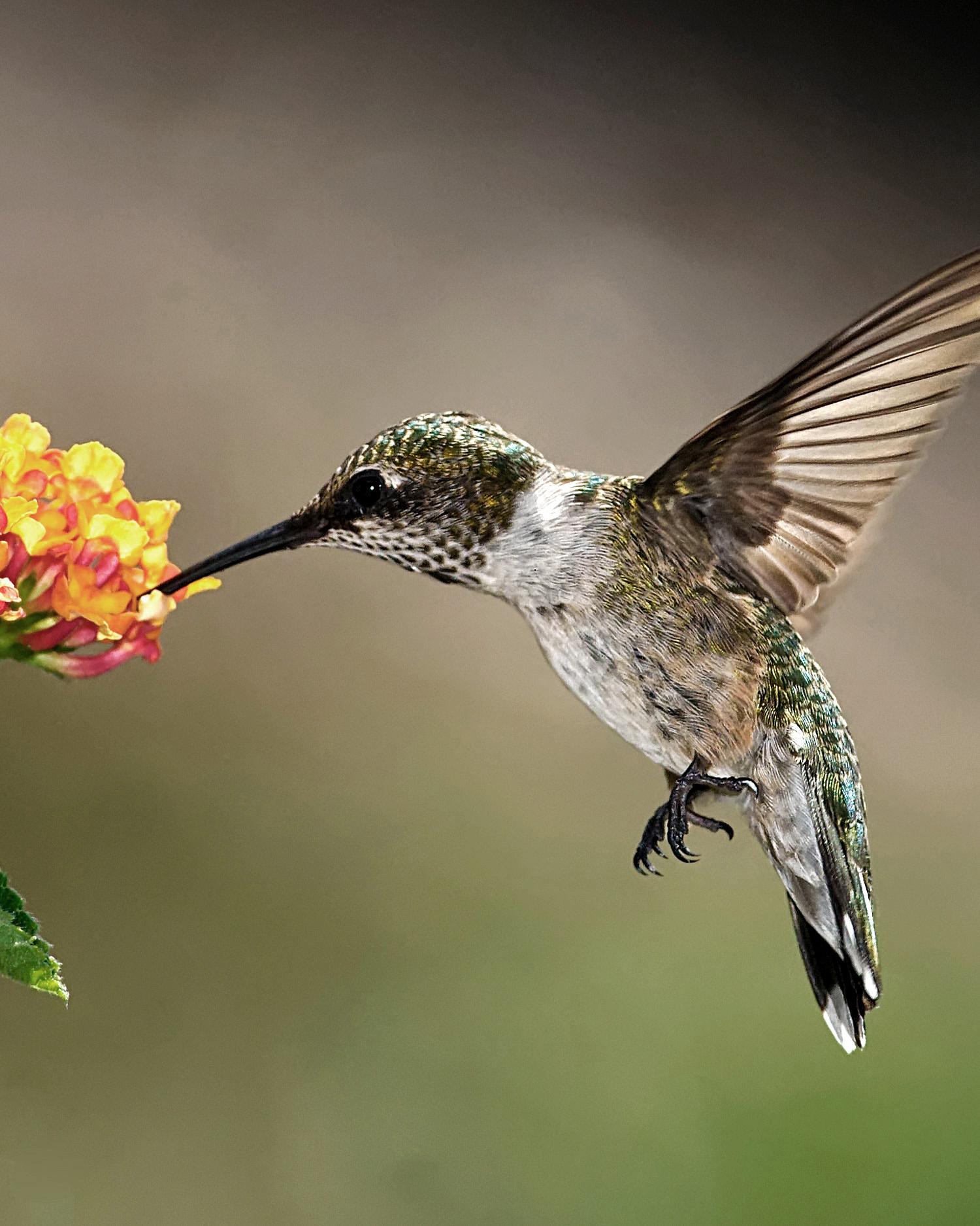 Close-up of hummingbird.